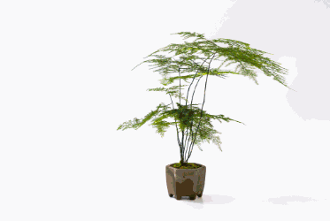 点击触发多图自动渐隐式轮播再自动展开自定义触发