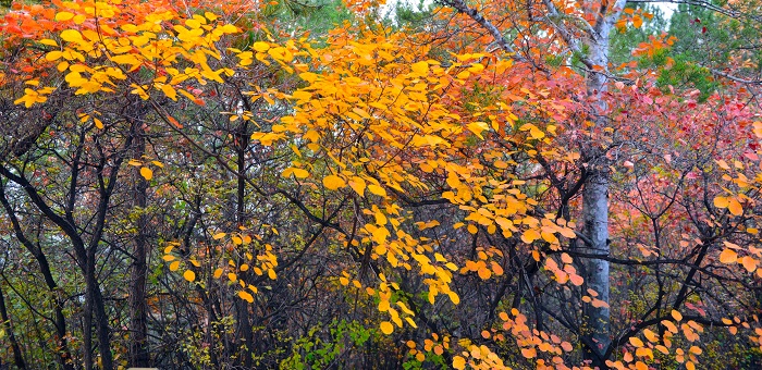 组照一《盛世华彩》 (1).JPG