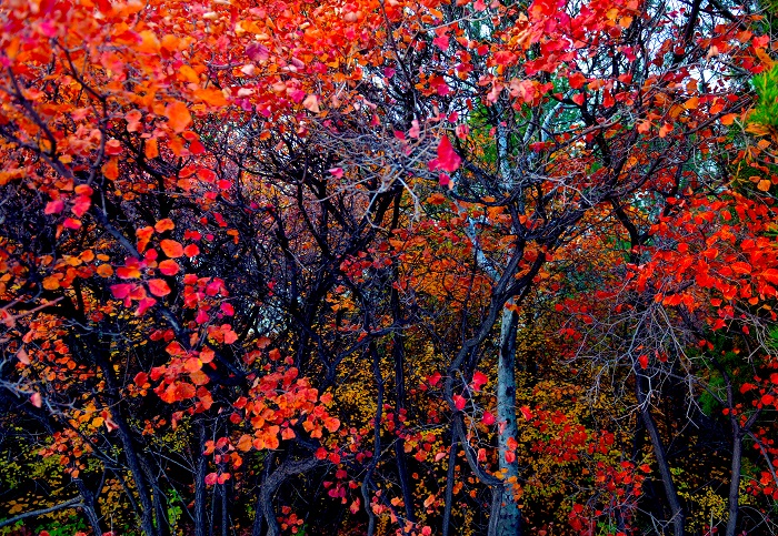 组照一《盛世华彩》 (2).JPG