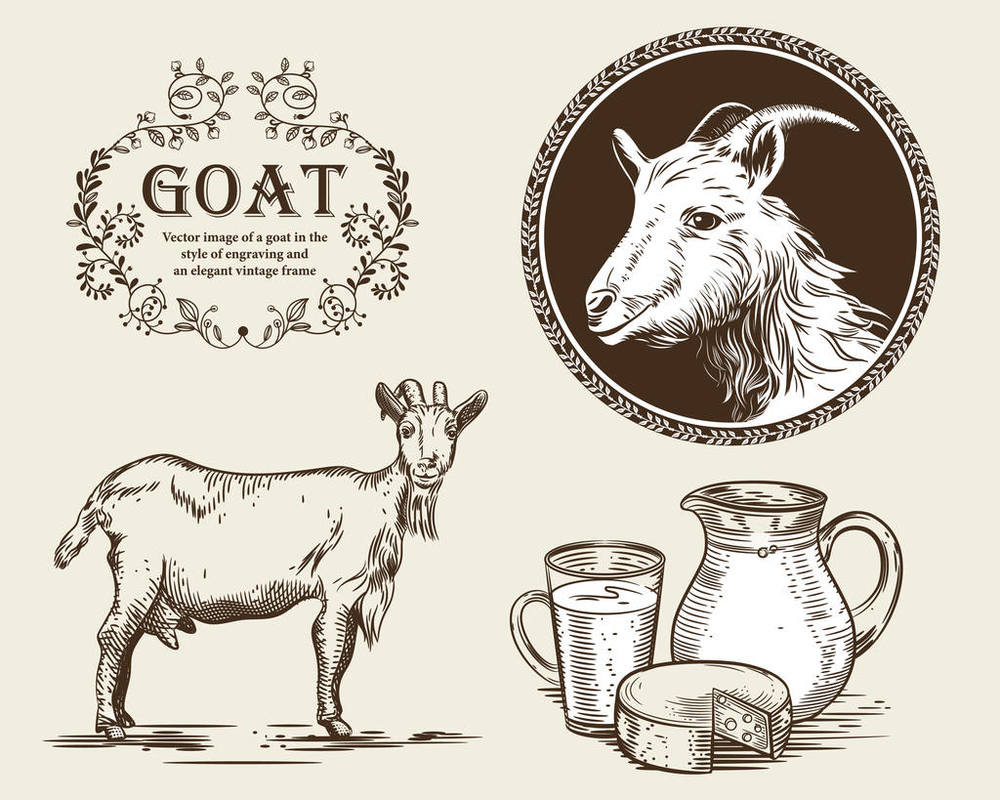 矢量图像的一只山羊，山羊奶和山羊奶酪，一罐。一套农业插图风格的雕刻.jpg