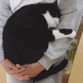 0-猫.gif