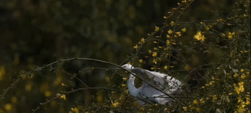 1.gif