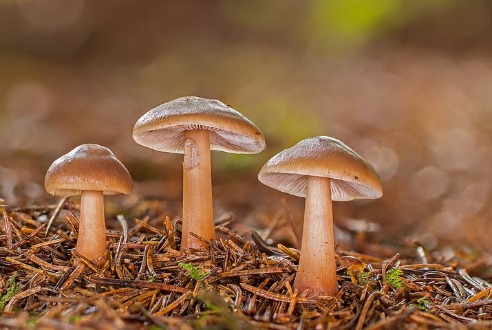 24-17-01 209 应用 来自:蘑菇海绵光盘真菌