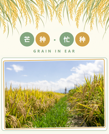 二十四节气传统文化芒种节气
