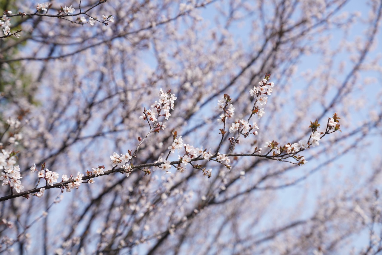 早樱.JPG